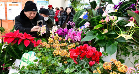 “美丽经济”迎新春