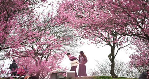 贵州梅园开园迎客