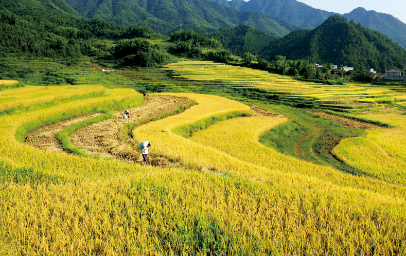 丰收景象